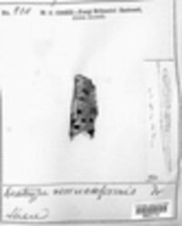 Diatrype verrucaeformis image